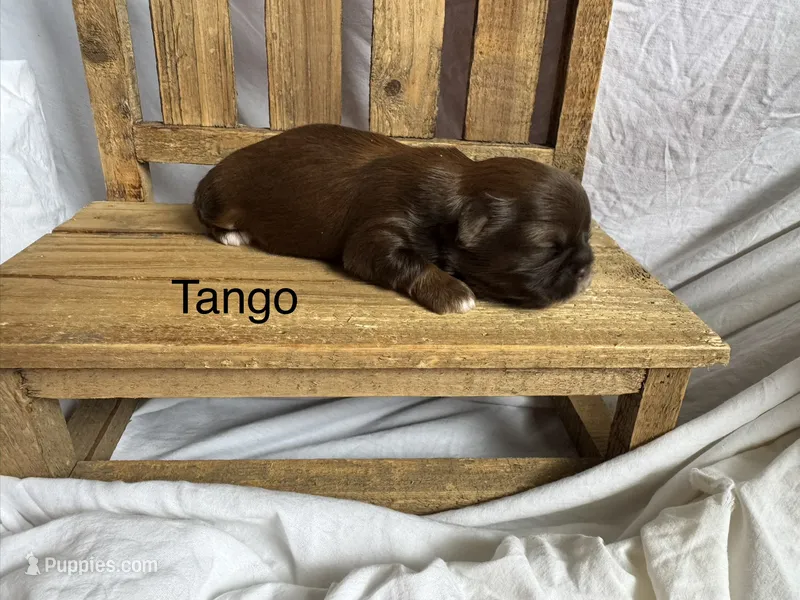 Tango – Shih Tzu puppy for sale in Fork, SC