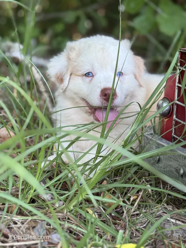 Miles – Australian Shepherd puppy for sale in Fork, SC