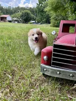 Tigger, a male Australian Shepherd for sale in Fork, SC – 3 of 6