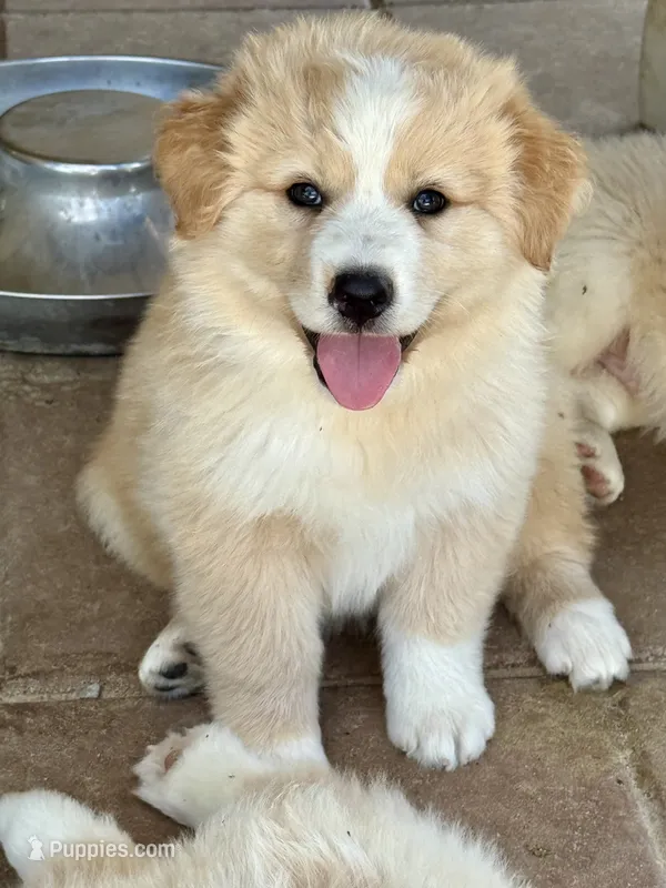 Tigger – Australian Shepherd puppy for sale in Fork, SC