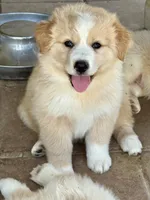 Tigger, a male Australian Shepherd for sale in Fork, SC – 1 of 6