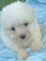 Georgie, a male Maltese for sale in Homestead, FL – 2 of 3
