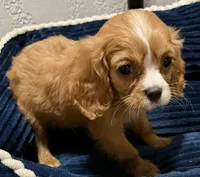 Roy, a female Cavalier King Charles Spaniel for sale in Homestead, FL – 3 of 3