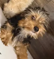 Andy, a male Yorkshire Terrier for sale in Homestead, FL – Photo 4 of 4
