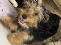 Andy, a male Yorkshire Terrier for sale in Homestead, FL – Photo 3 of 4