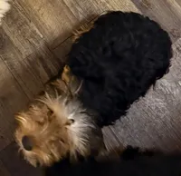 Andy, a male Yorkshire Terrier for sale in Homestead, FL – Photo 2 of 4