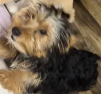 Andy, a male Yorkshire Terrier for sale in Homestead, FL – Photo 1 of 4