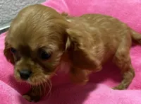 Reba, a female Cavalier King Charles Spaniel for sale in Homestead, FL – 2 of 3