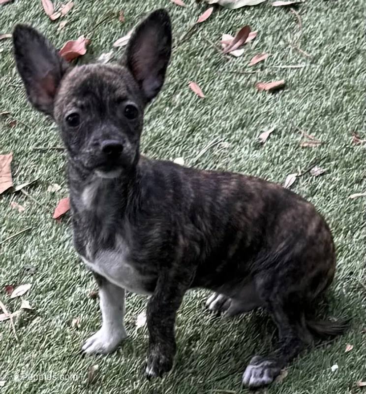 Toby – Chihuahua puppy for sale in Homestead, FL