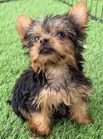 Kitty, a female Yorkshire Terrier for sale in Homestead, FL – 3 of 3