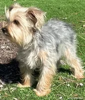 Lenny, a male Yorkshire Terrier for sale in Homestead, FL – Photo 5 of 5