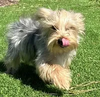 Lenny, a male Yorkshire Terrier for sale in Homestead, FL – Photo 3 of 5