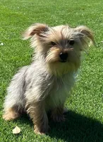 Lenny, a male Yorkshire Terrier for sale in Homestead, FL – Photo 4 of 5