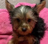 Kylie, a female Yorkshire Terrier for sale in Homestead, FL – 2 of 4