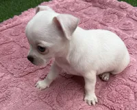 Darci, a female Chihuahua for sale in Homestead, FL – 2 of 4