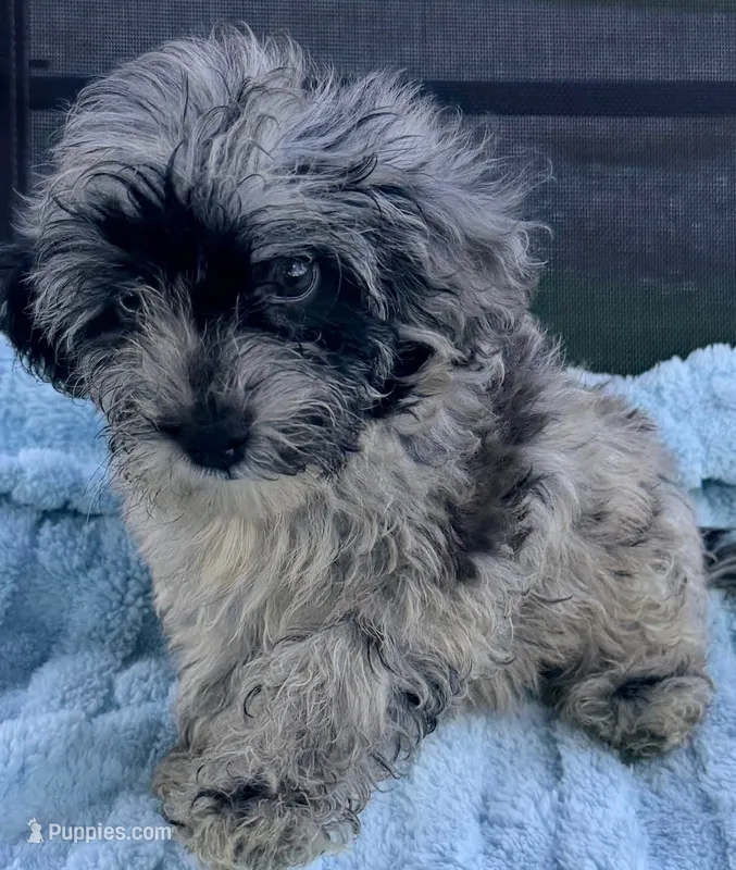 Shamus – Miniature Aussiedoodle puppy for sale in Homestead, FL
