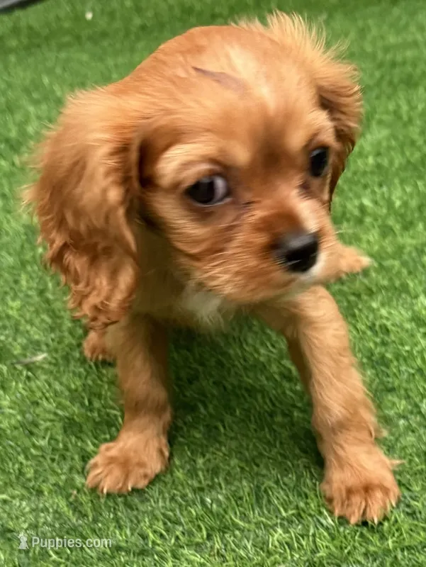 Rosie – Cavalier King Charles Spaniel puppy for sale in Homestead, FL