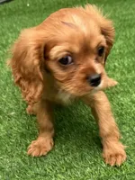 Rosie, a female Cavalier King Charles Spaniel for sale in Homestead, FL – 1 of 3