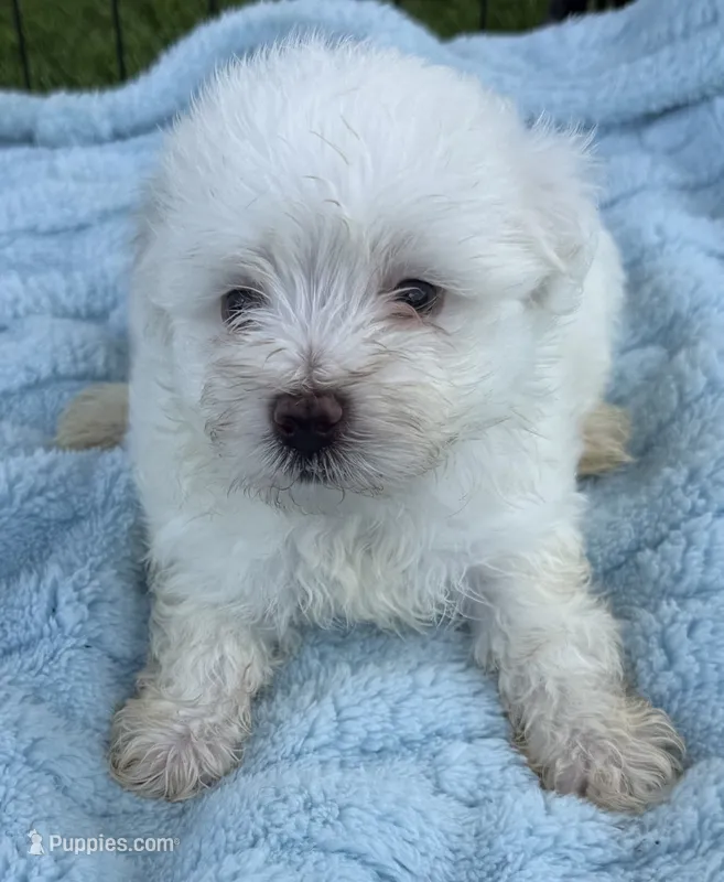 Gideon – Maltese puppy for sale in Homestead, FL
