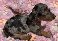 DIXIE, a female Miniature Dachshund for sale in Homestead, FL – 4 of 4