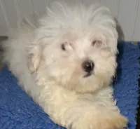 Gideon, a male Maltese for sale in Homestead, FL – 4 of 4