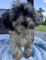 Shamus, a male Miniature Aussiedoodle for sale in Homestead, FL – 4 of 4