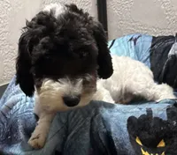 Aaron, a male Poodle - Toy  for sale in Homestead, FL – 2 of 3