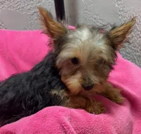 Lena, a female Yorkshire Terrier for sale in Homestead, FL – 2 of 3