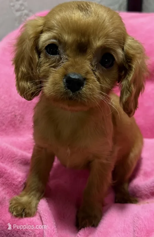 Rayna – Cavalier King Charles Spaniel puppy for sale in Homestead, FL