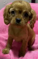 Rayna, a female Cavalier King Charles Spaniel for sale in Homestead, FL – 1 of 3