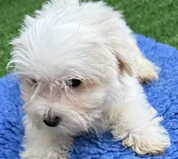 Georgie, a male Maltese for sale in Homestead, FL – 2 of 4