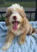 Sully, a male Miniature Aussiedoodle for sale in Homestead, FL – 2 of 3
