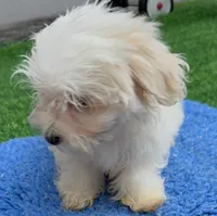 Georgie, a male Maltese for sale in Homestead, FL – 4 of 4