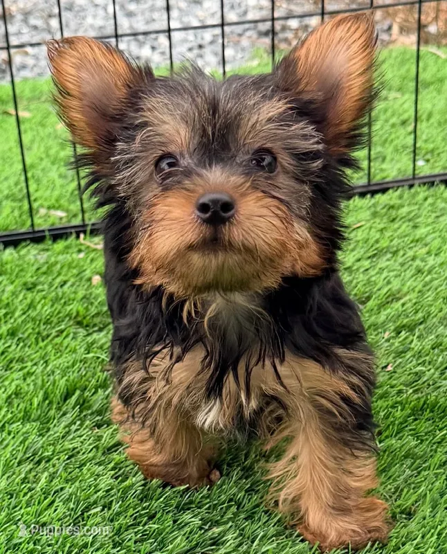Kylie – Yorkshire Terrier puppy for sale in Homestead, FL