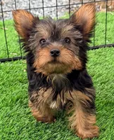 Kylie, a female Yorkshire Terrier for sale in Homestead, FL – 1 of 4