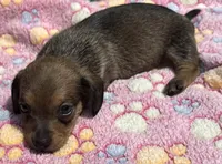 DANA, a female Miniature Dachshund for sale in Homestead, FL – 2 of 3