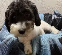 Aaron, a male Poodle - Toy  for sale in Homestead, FL – 1 of 3