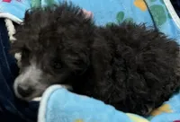 Axel, a male Poodle - Toy  for sale in Homestead, FL – 2 of 4