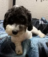 Aaron, a male Poodle - Toy  for sale in Homestead, FL – 3 of 3