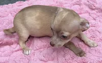 Lizzie, a female Chihuahua for sale in Homestead, FL – 4 of 4