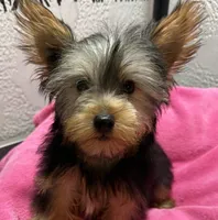 Lily, a female Yorkshire Terrier for sale in Homestead, FL – 2 of 3