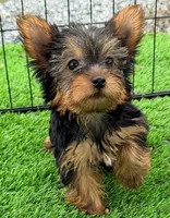Kylie, a female Yorkshire Terrier for sale in Homestead, FL – 3 of 4