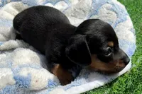 DAX, a male Miniature Dachshund for sale in Homestead, FL – 2 of 4