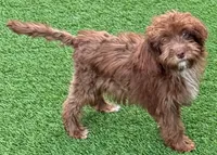 Lottie, a female Miniature Aussiedoodle for sale in Homestead, FL – 2 of 2