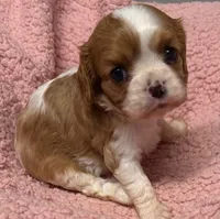 Evie, a female Cavalier King Charles Spaniel for sale in Homestead, FL – 2 of 3