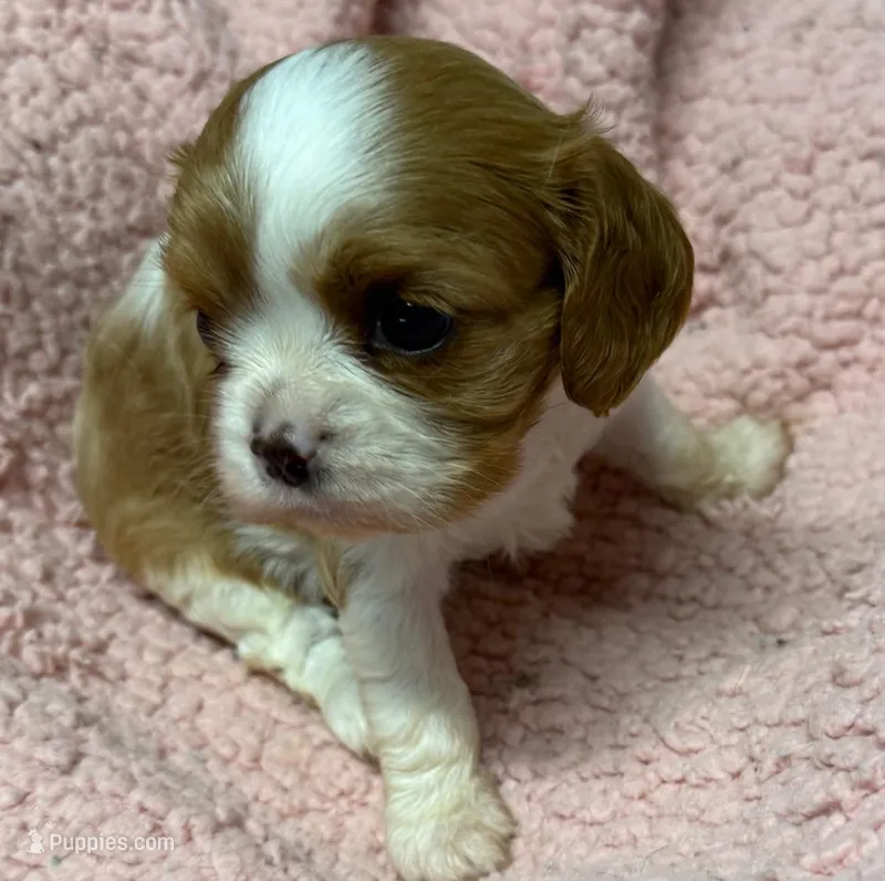 Evie – Cavalier King Charles Spaniel puppy for sale in Homestead, FL