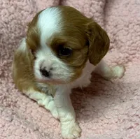 Evie, a female Cavalier King Charles Spaniel for sale in Homestead, FL – 1 of 3