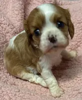Evie, a female Cavalier King Charles Spaniel for sale in Homestead, FL – 3 of 3