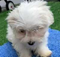 Georgie, a male Maltese for sale in Homestead, FL – 3 of 4