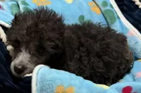 Axel, a male Poodle - Toy  for sale in Homestead, FL – 4 of 4